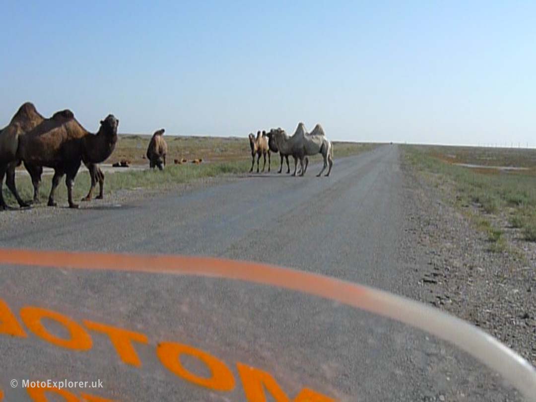 motoexplorer silk road camels 